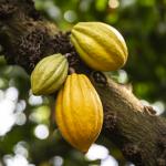 Three cacao pods growing on a tree